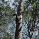 10_aus_g_002