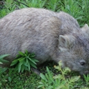 10_aus_g_095