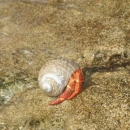75